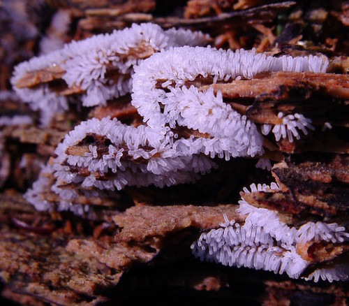 slime mold