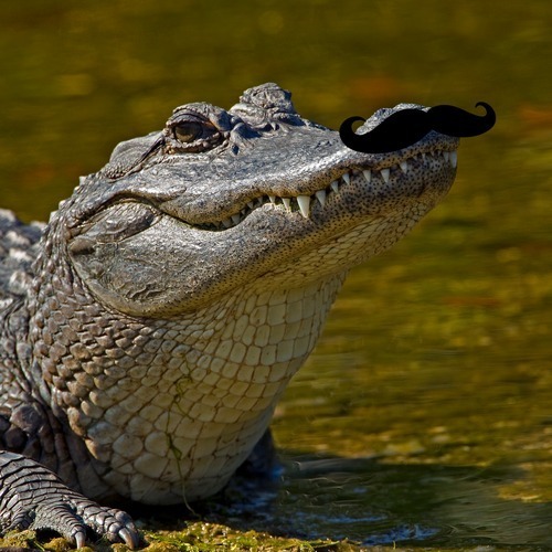 Interior Crocodile Alligator Wild Country Fine Arts - chip da ripper freestyle roblox