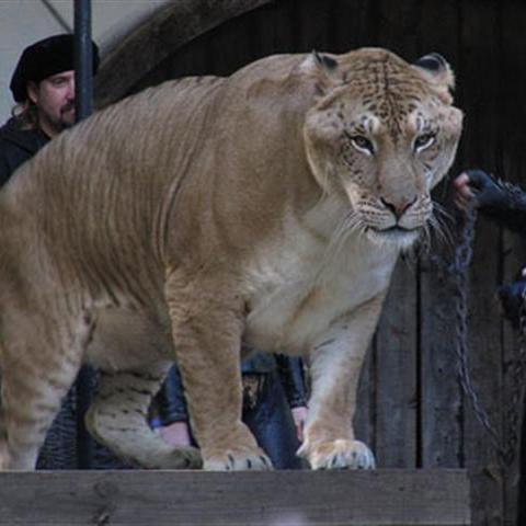 Liger - The Hybrid Crossbreeding of Lion & Tigress - Hercules the Liger