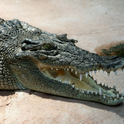 Interior Crocodile Alligator Tumblr