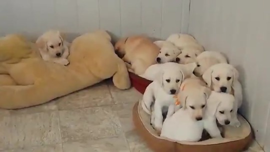 Cute Labrador Puppies Tumblr
