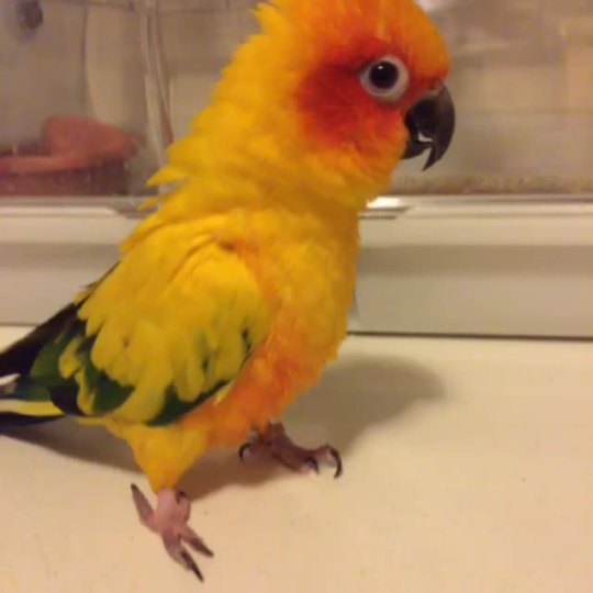 conure on Tumblr