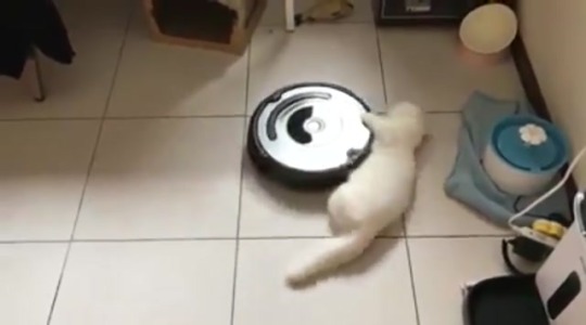 Spinning Cat Tumblr