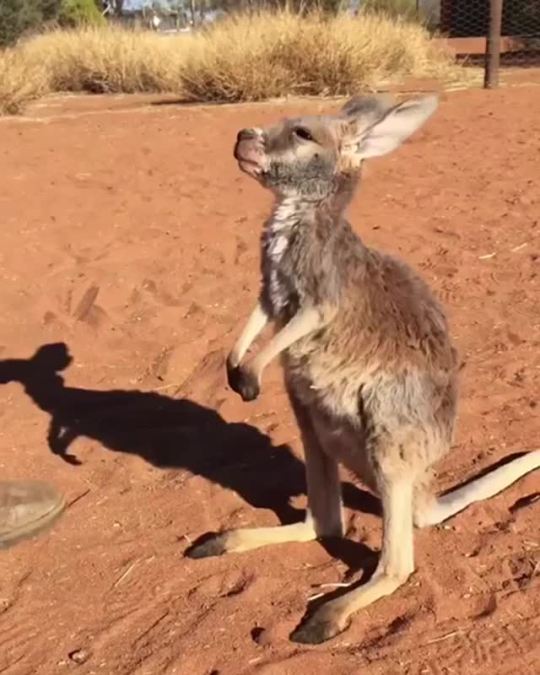 kangaroo on Tumblr