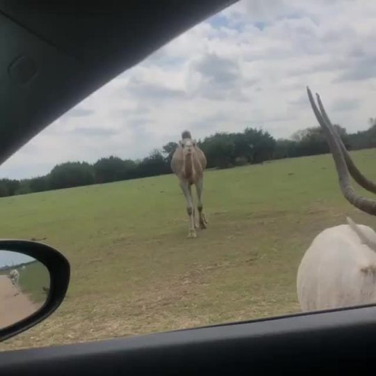 This camel is nuts. 