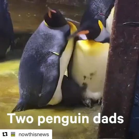 anonymouswatcher:  onlyblackgirl:  onlyblackgirl: Anyways, here’s two gay penguins