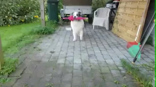 somecutething: I can’t believe this dog is skipping 
