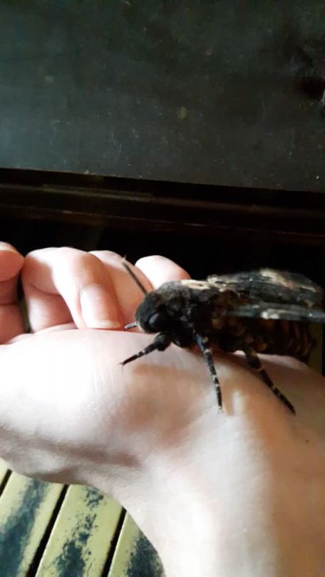 My second Deathshead emerged and she’s very angry