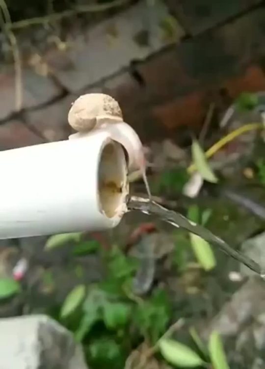 worm-suggestion:  somecutething:  Just trying to get a drink of water    Dinking