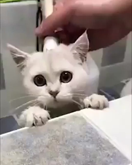 somecutething: Volume up!! Trying to give the cat a bath, that last meow tugs at