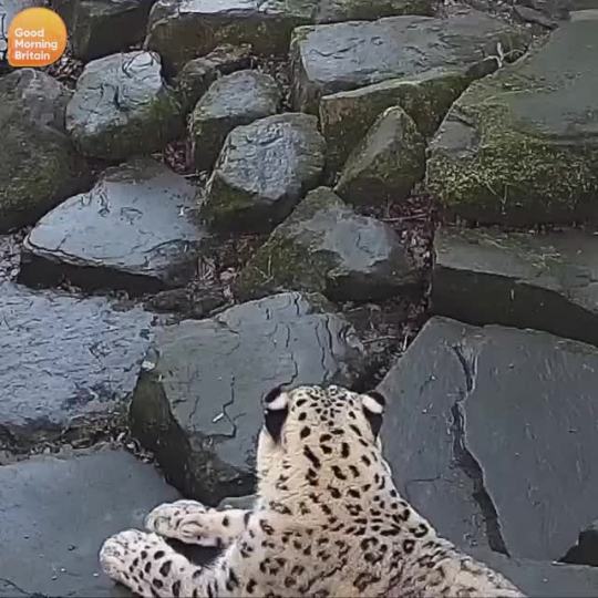 ask-kitom:  slumberinggirl:  thedarkperidot:  Dramatic snow leopard spots new camera in enclosure for the first time   I love him   He chonk 