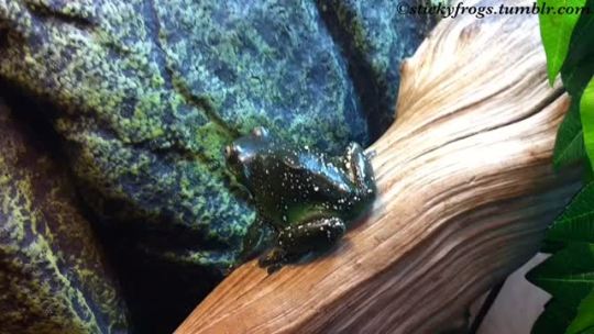 itsbetterthananal:  stickyfrogs:  Today’s Best Behaved Frog was NOT Voigt.  the look of a pure menace