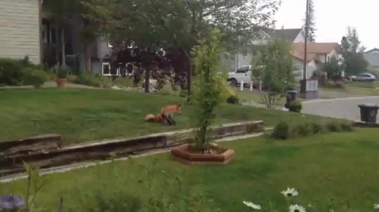 cottagemore:  fox playing alone in garden