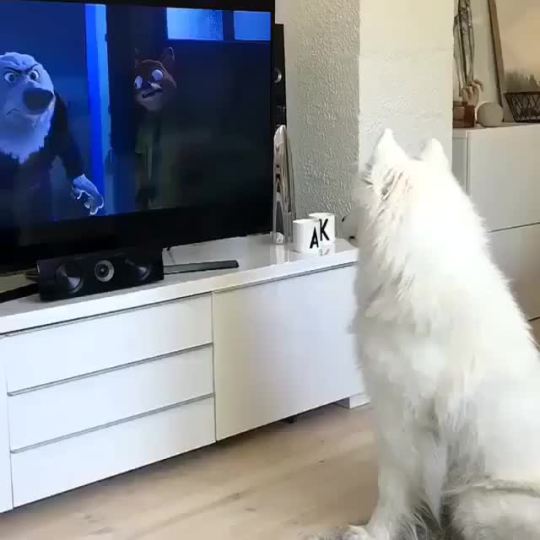 His favourite part (🔊)