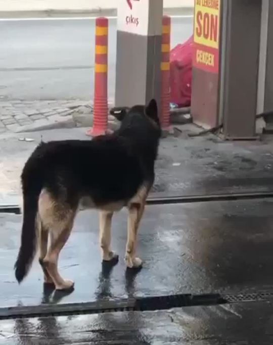 catchmeifyoucan427:  rebelinthesky:  petello993:  This dog is a smart dog. Free scratchies! 🥰 LMFAO @ his back legs! 😂  This single German Shepherd makes the world a better place! 