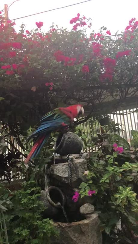 enrique262:  russdom:  enrique262: Mom’s green-winged macaw dancing to her song.  y’all got a Macaw?! That’s so cool! :D  If only you knew the type of semi-zoo we have back in Maracaibo. 