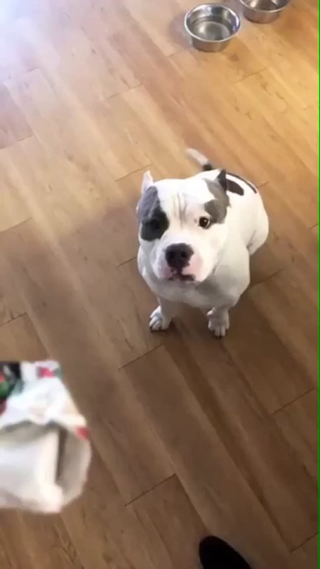 sophies-sideshow:  munchflower:  drtanner:  catsbeaversandducks:  somecutething:  “Oh, for me?? THANK YOU!”  Christ, I fucking love dogs.   This is so pure  This is a well behaved dog.  He’s so gentle and calm about it until he puts it down and
