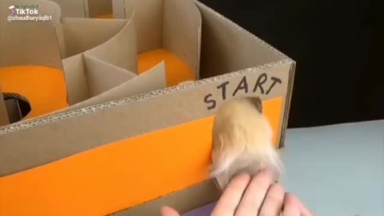 tiralatele: Super laberinto para los amantes de los hamsters 