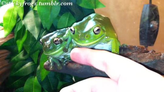 Porn photo stickyfrogs:  Gumby helps sister Voigt to