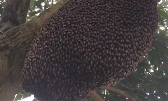 sunlightearthling:  Giant honey bee hive making waves to repel predatory wasps