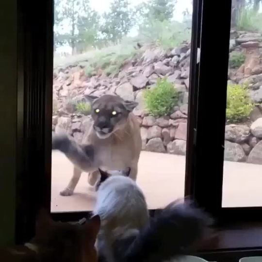 icameas-roman:  markwateneymemorialcrater:  snakeybones:  kittyeet:   Does it freak anyone else out that it looks like the mountain lion is trying to open the sliding glass door as if it knows how to?    “Where are the kids” “They’re out back”