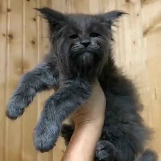 agent-of-empathy: im-my-own-goddess:  badacts:  smitethepatriarchy:  thank-you-based-bear:  This cat looks like a very old and wise spirit of the forest :3   Wasn’t think cat in The Labyrinth?  this cat looks like a bad cgi cat from a live action remake