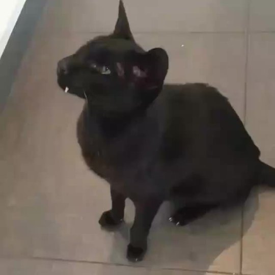 kittyeet: