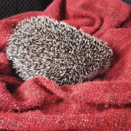 Sex hedgehogsofasgard:  Annnnd back to bed   pictures