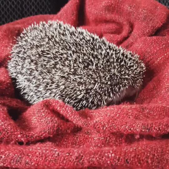 hedgehogsofasgard:  Annnnd back to bed  