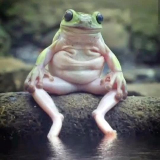 dailyfrogs: 