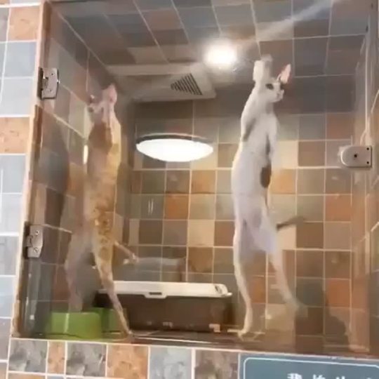 dxmedstudent:  mudphudkangaroo:  kittyeet:   aliens?  Excuse you, these are ballerinas. @charakacomplex and @todayintokyo need to see this. 