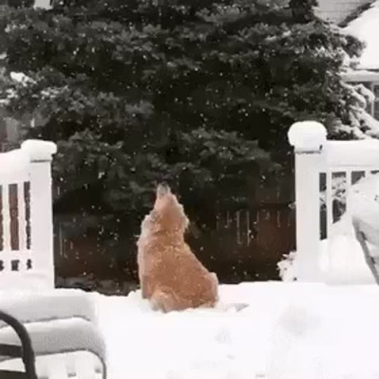 jakupwashere:  somecutething:  Catching snowflakes… ❄️ ♥️