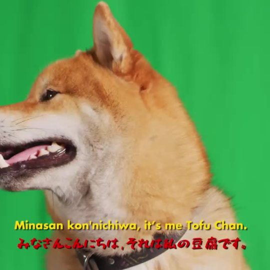 softxhaomainblog: i-roll-a-seduction-check:   husband:     This is the single best video I’ve ever seen in my life    I’d give my life for tofu chan 