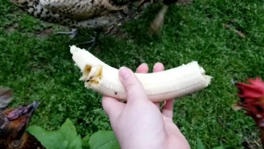 chickenkeeping: the wonderful sounds of banana enjoyment  