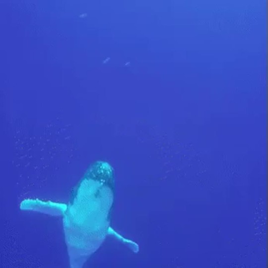 spicydickjalapenos:  nowscience:  Whale breaching is both amazing and terrifying in equal measure 🐋  Bruh I can barely do pull ups , how you launch ya self out the ocean like that ??   Man swimming is serious exercise, and they do it all day. Them