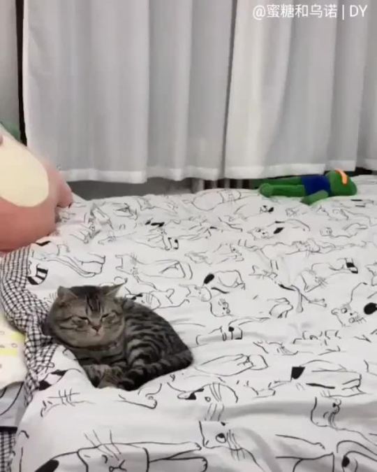 lolawashere:  A time lapse of a cat through the day: I relate so much to this… 