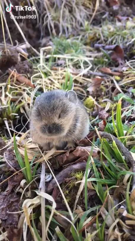 nourishyourturtleheart:joxtercat:   A baby pika! Listen to his little cry. Someday it will be much louder.  *  W I G G L I N G  I N T E N S I F I E S * 