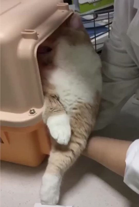 yeahiwasintheshit: daco-broman:  somecutething:   A cat waking up from surgery    I am losing my shit   everyone trying to get me in the uber 