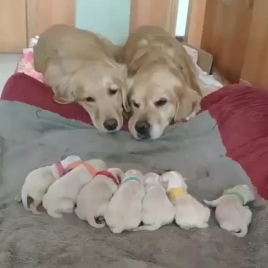 somecutething:  Parents watching their creation. 