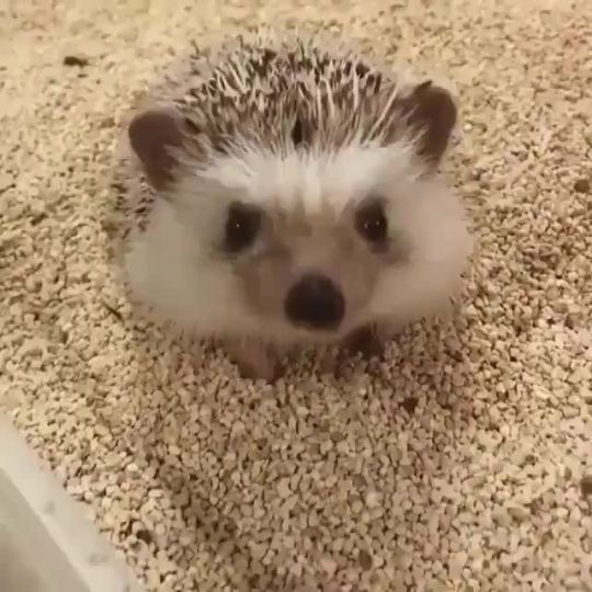 lolawashere: Ever seen a hedgehog stretch?  You’re Welcome! 🦔  