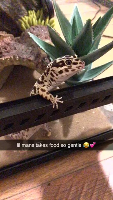 loftiiexotics: tell me why voodoo stands on his little paws to request food &amp;