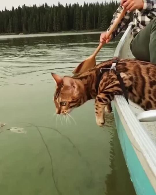 rincentvanuggh:  dragonrex:  shitposting-for-the-soul:  stimman4000:   .   This gives me so much fucking anxiety, please kitty keep limbs in the boat  Worry not! This kitty is a bengal!       They’re notorious water lovers and enjoy swimming. Even if