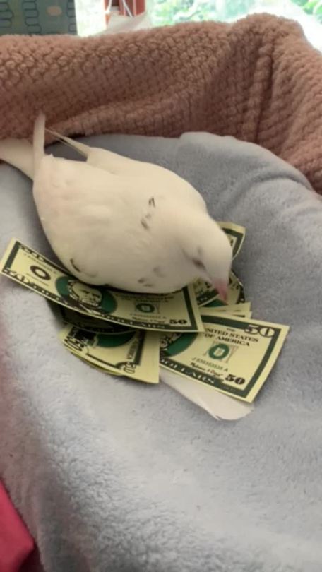 thecassafrasstree: musherum:  sitta-pusilla:  pigeonmiu:  this is the money pigeon. reblog and you and your future eggs will be rich and successful    I don’t usually reblog things like this, but I have my future eggs to consider  @chickenkeeping  