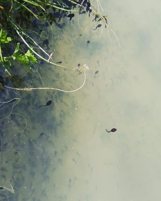 afniel: thegirlwithafairysoul:  It’s tadpoles’ season  The pond is full of commas.