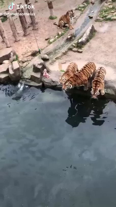 the-falling-graysons:r4cs0: khaleesiofthegreatdairystate:   poptarttroublebiscuit:  motivatedslacker:  mountainmavensandmuses:  nowscience:   Keeping the Tigers entertained    Winner winner, red meat dinner🐯  I like how there’s the one tiger in the
