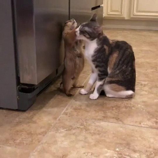 somecutething:  Cat cleaning his best friend the Prarie Dog 