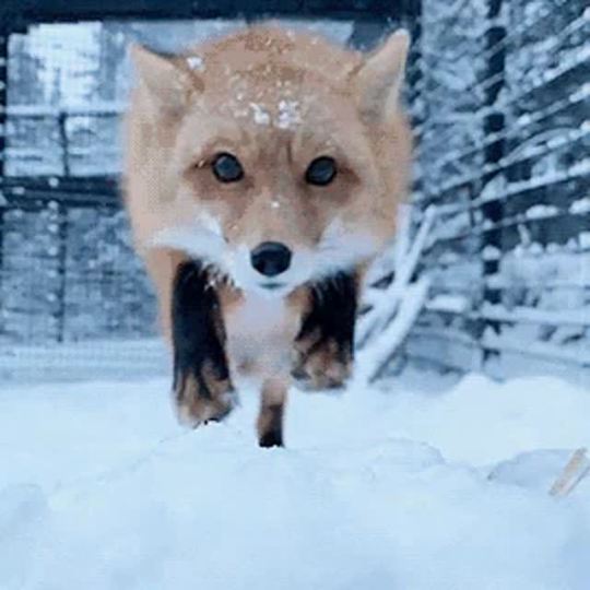 little foxes 2017 bootleg reddit tumblr