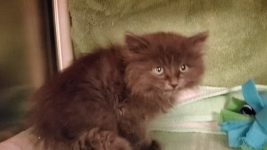 talesfromtreatment: Firstly : holy crap that is a lot of fur for an 8 week old kitten.  Second : we are collecting kittens with strange meows this month apparently.  Third : I love him.  Fourth : my husband said no, because we already have a fluffy idiot