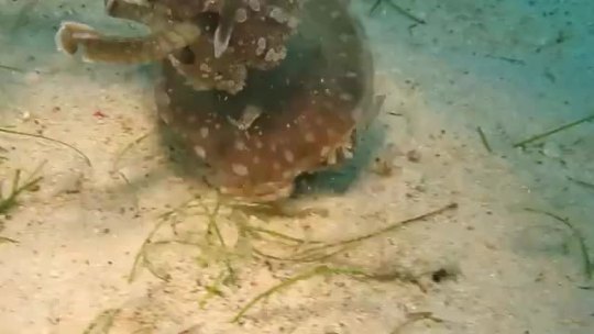 nowscience:  Crab walks around with Jellyfish on its back to protect it from predators