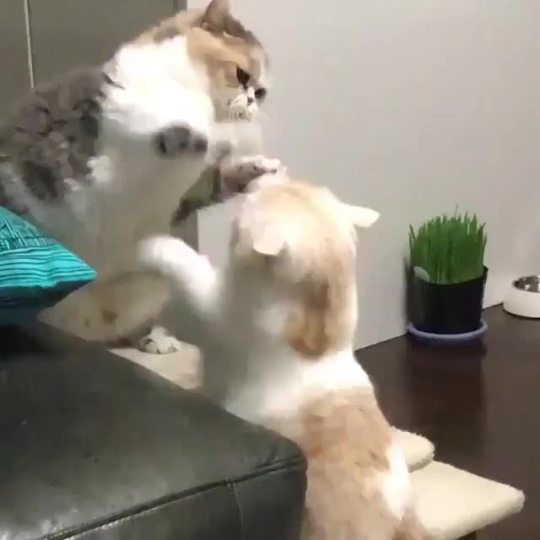 somecutething: Cat fight!  